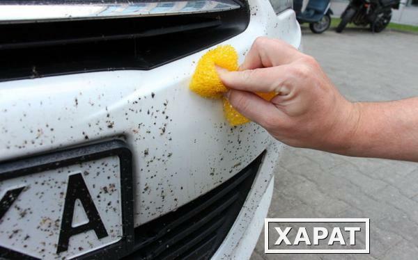 Фото Удаление следов насекомых с кузова автомобиля Класс IV: Джип/ минивэн