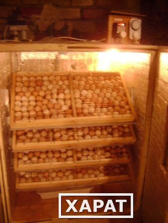 Фото Инкубатор автоматический на 400 яиц