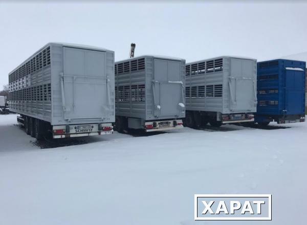 Фото Полуприцеп скотовоз SCHMITZ (для перевозки животных). Николаев