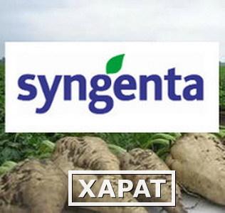 Фото Гибрид сахарной свеклы Неро (syngenta)