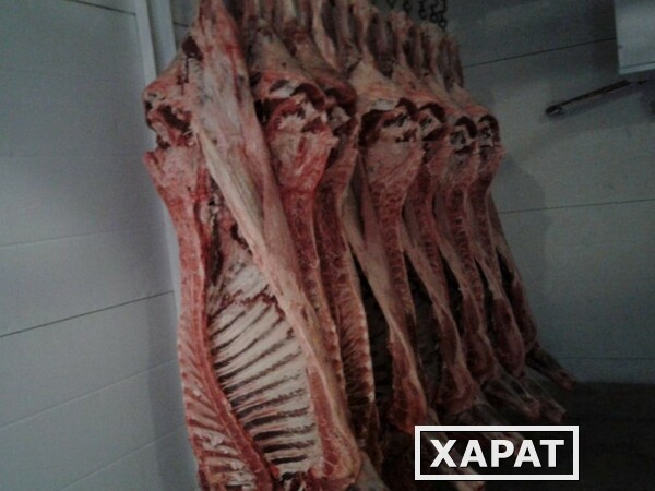 Фото мясо говядина