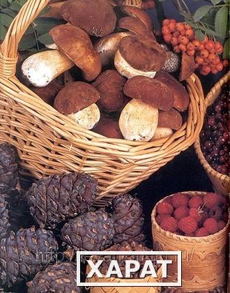 Фото Закупаем ягоду грибы и кедровый орех