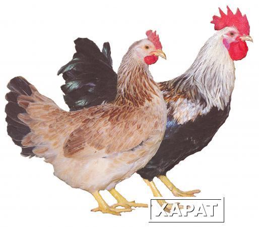 Фото Куры, цесарки, цыплята мясо-яичных и декоративных пород. Яйцо инкубационное
