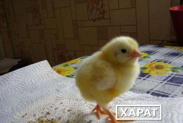 Фото Цыплята суточные бройлер КОББ-500