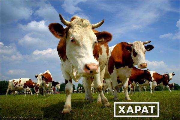 Фото КРС Нетели весом 450-550кг продуктивность 8000кг за лактацию