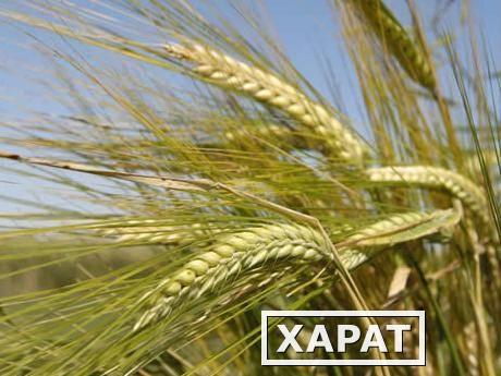 Фото Пшеница продовольственная и фуражная оптом