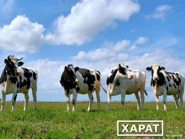 Фото Добавки для коров