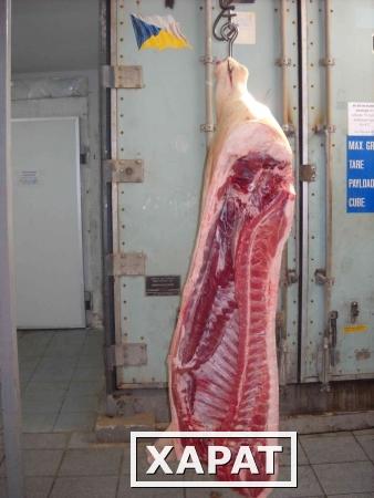 Фото Свинина традиционного крестьянского вкуса с выходами, как у беконной свинины