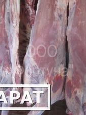 Фото Мясо говядины 1кат