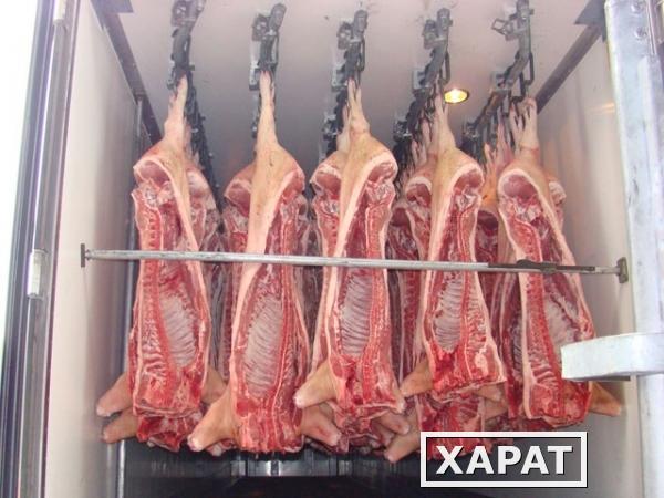 Фото Мясо свинина полутуши охлажденная, оптом от 16 тонн