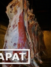 Фото Продам говядину оптом, мясо говядины в полутушах, говядина 1 категории
