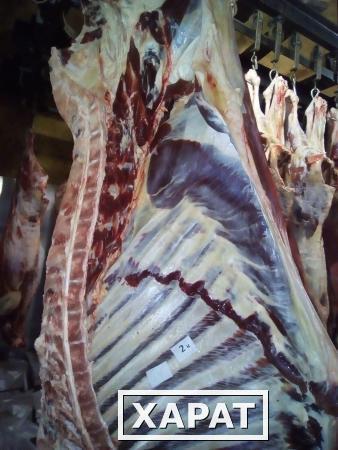 Фото Мясо-говядина в полутушах 1 категории оптом ГОСТ Р 54315-2011
