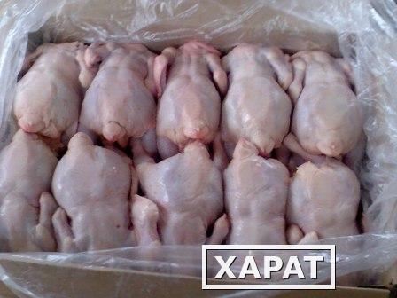 Фото Курица оптом (тушки цб) напрямую с птицефабрики