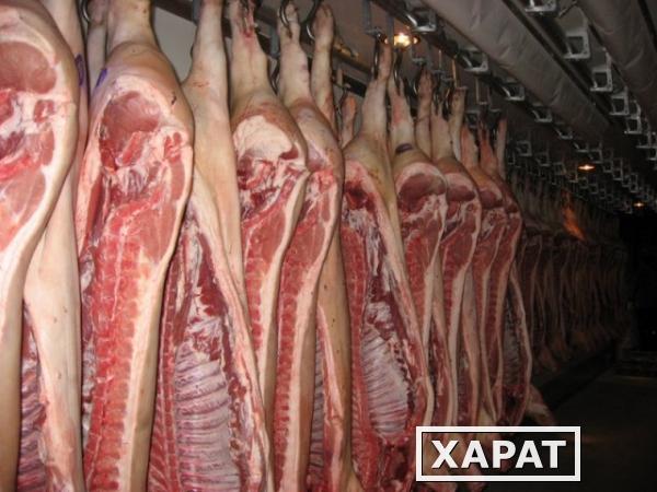 Фото Мясо свинины вес 15-22 кг