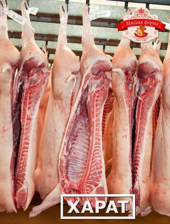 Фото Цена на мясо Свинины
