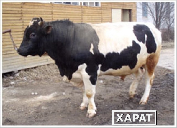 Фото Чернопестрые бычки некастрированные