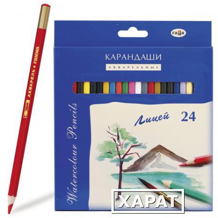 Фото Карандаши цветные акварельные ГАММА "Лицей", 24 цвета, картонная упаковка с европодвесом