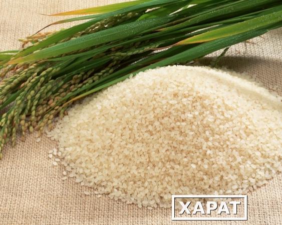 Фото Крупа рисовая: рис дроблены шлифованный ГОСТ или ТУ