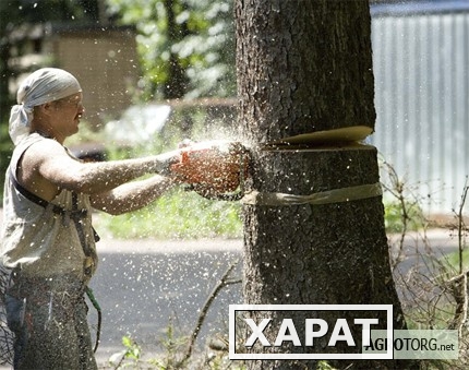 Фото Вырубка деревьев в Самаре