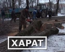 Фото Вырубка деревьев в самаре