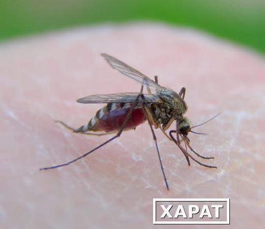 Фото Уничтожение комаров
