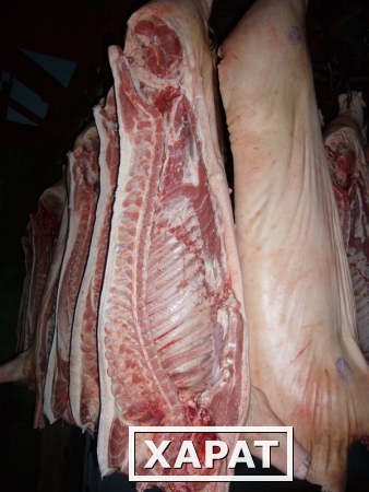 Фото Продаём мясо свинина 1-й кат., охл., в п/т, Россия.