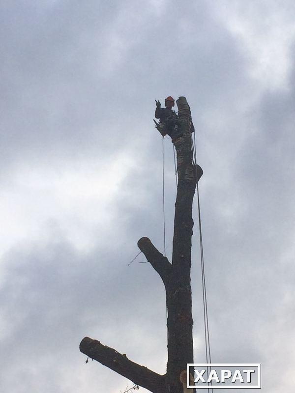 Фото Спилить,удалить дерево в Ликино-Дулёво,Куровское,Дрезна.