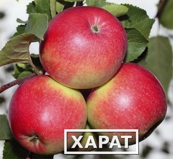 Фото Оптовая продажа польского яблока