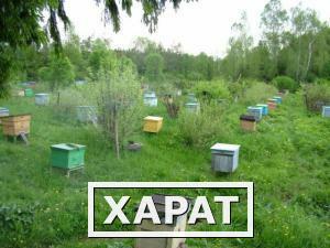 Фото Продам мёд в Московской области