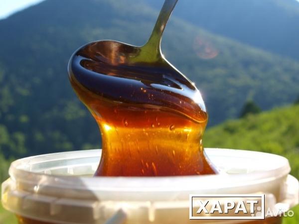 Фото Алтайский таежный дягилевый мед