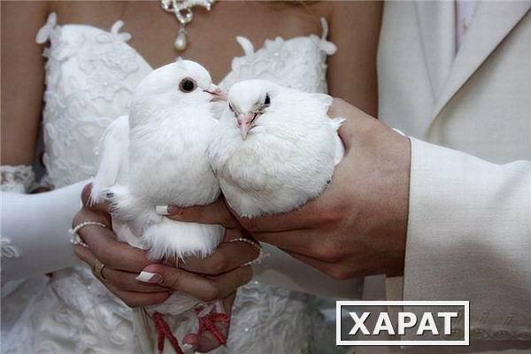 Фото Выпуск свадебных белых голубей у ЗАГСА