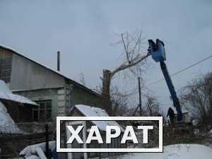 Фото Валка старых опасных аварийных деревьев. Екатеринбург