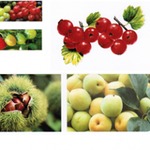 Фото №3 Линия замораживания овощей, ягод, фруктов, грибов