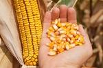 фото Гибриды семян кукурузы - Monsanto (Монсанто)