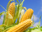 фото Гибриды семена кукурузы НК Фалькон, Нерисса, Делитоп (Сингента, Syngenta)