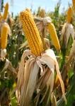 фото Гибриды семян кукурузы - KWS (КВС)