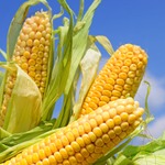 фото Гибриды семена  кукурузы Лимагрейн (Limagrain)