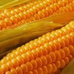 фото Гибриды семян кукурузы Монсанто