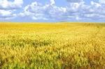 фото Просо, пшеница, горох, ячмень