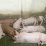 фото Продаем свинину живым весом (разновес)