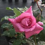 Фото №5 Многолетники и розы в Чехове