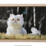 фото Картина персидская кошка 40х25см,