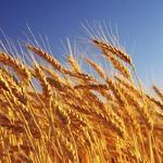 фото Семена пшеницы озимой