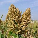 фото Семена суданской травы