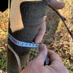 Фото №3 Саженцы липы мелколистной высотой 4-4,5 метра ,с обхватом ствола 20 см