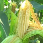 фото Гибриды кукурузы Pioneer ПР37Н01, ПР39Ф58