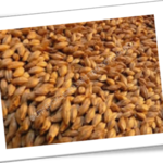 Фото №3 Пшеница, кукуруза, овес, ячмень и многое др. в розницу