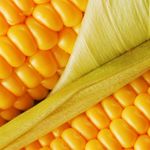 фото Семена кукурузы Монсанто(Monsanto), США