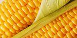 фото НЕРИССА- Ранний гибрид кукурузы от компании СИНГЕНТА