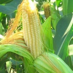 фото Гибриды семена кукурузы Фалькон (Сингента, Syngenta) ФАО190